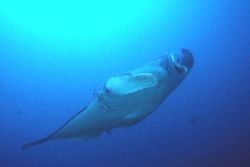 "Manta Ray"
Taken at Manta Reef in Guinjata Bay, Mozambi... by Brian Welman 